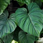 buy philodendron colombia silver plant online India