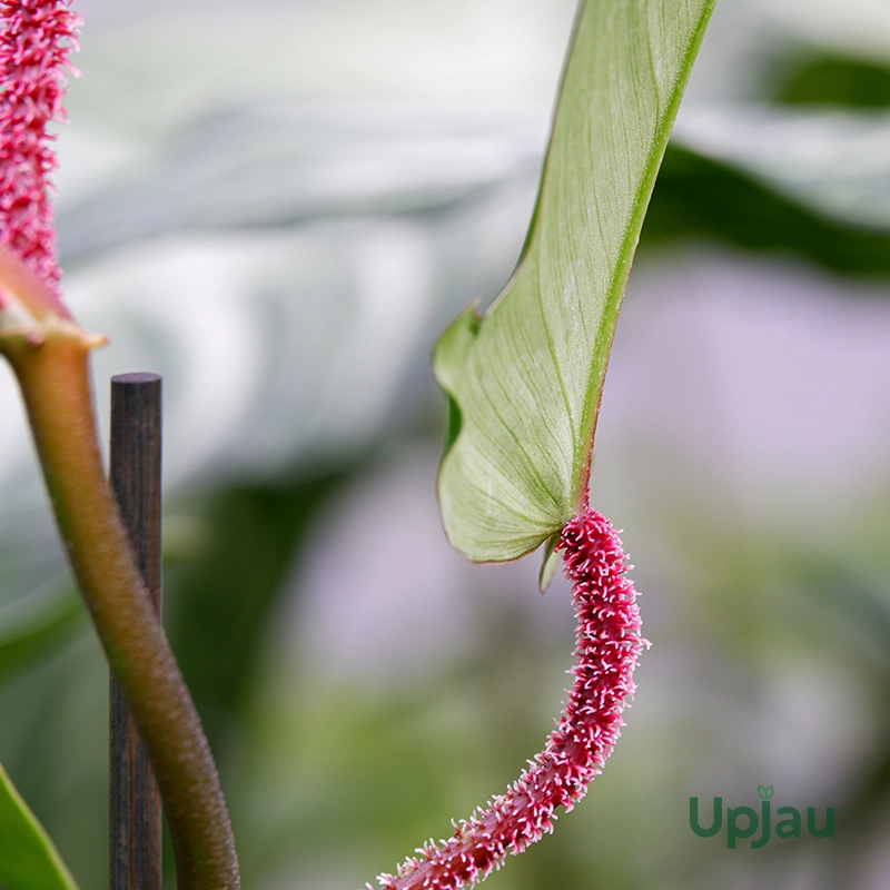 Philodendron Squamiferum Plant (Sapling) - Image 4
