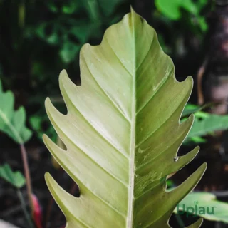 Philodendron Caramel Pluto