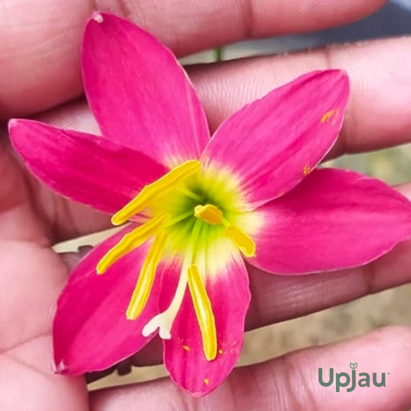 rain-lily-hybrid-zephyranthes-red-lamduan-flower