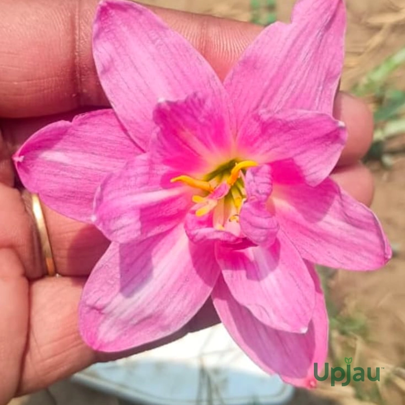 Rain Lily Hybrid Zephyranthes Double Petal Lotus Bulb