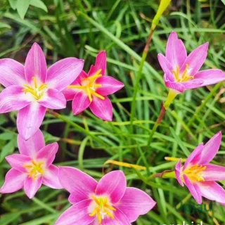 Rain Lily Hybrid Zephyranthes Orchid Bulb