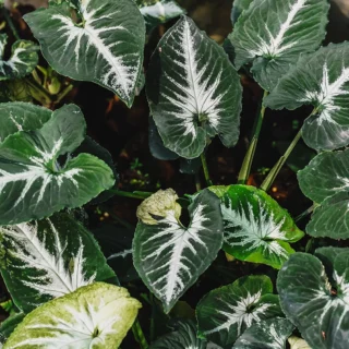 Syngonium Wendlandii Plant Sapling