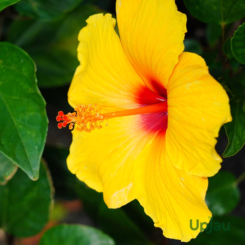 Live Yellow Hibiscus Plant Sapling