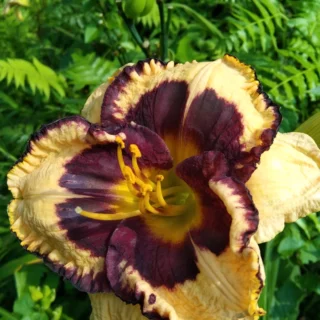 DayLily Hybrid Bulbs (Any color)