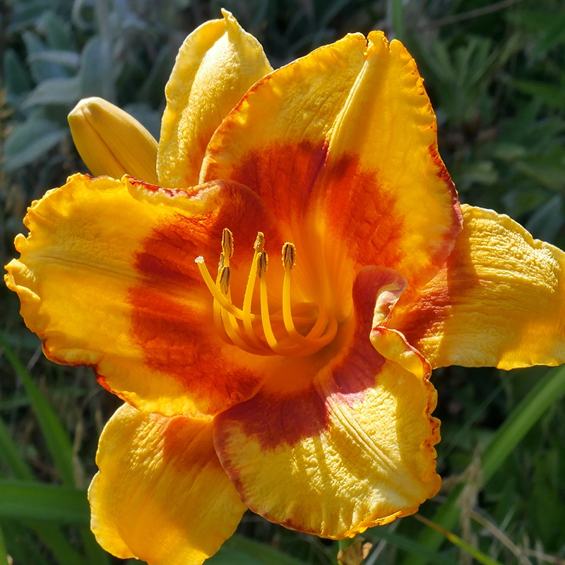 Yellow DayLily Hemerocallis Hybrid Bulbs