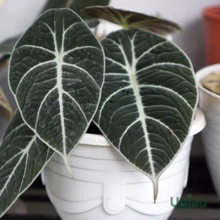 Alocasia Black Velvet plant sapling for sale online in India