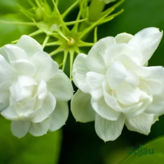Buy Arabian Jasmine Double Petal Mogra Plant Online in India – Upjau