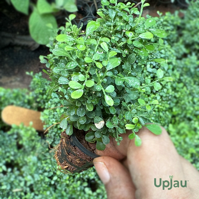 Madhukamini/ Table Kamini Plant (Sapling) - Image 2