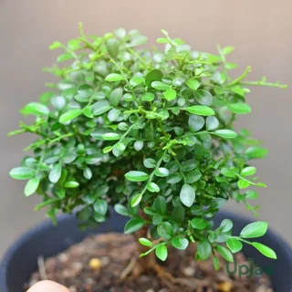 Buy Madhu Kamini / Table Kamini Flower Plant Online | Upjau