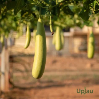 F1 Hybrid Bottle Gourd (Lauki) Seeds