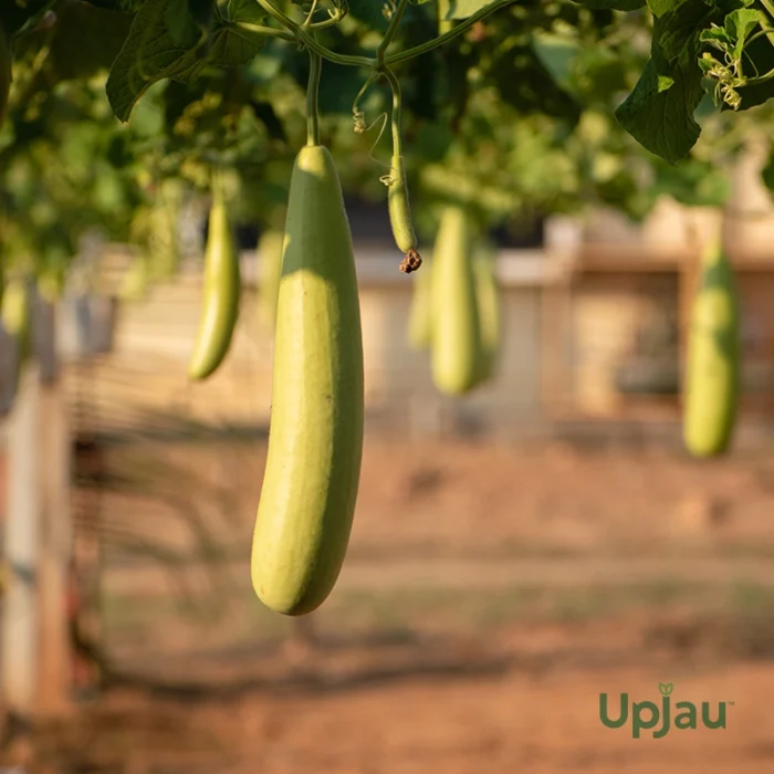 F1 Hybrid Bottle Gourd (Lauki) Seeds