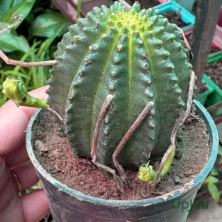 Cactus Euphorbia Infausta