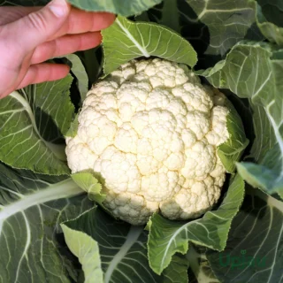 F1 hybrid cauliflower seeds