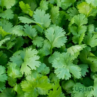 Coriander (Dhaniya) Seeds Multi Cut F1 Hybrid (1 gm)