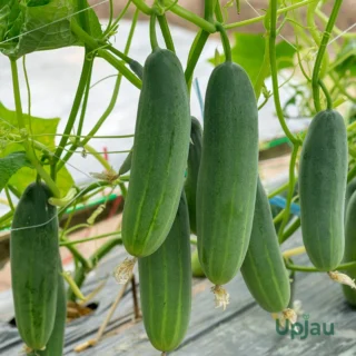 Cucumber (Kheera) Seeds F1 Hybrid (10-12 seeds)