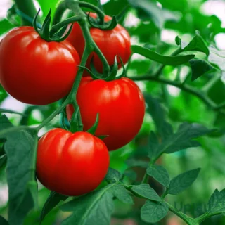 Tomato Desi seeds F1 Hybrid (15-20 seeds)