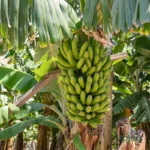 G9 Banana Plant Grand Naine tissue culture sapling for high yield banana growing