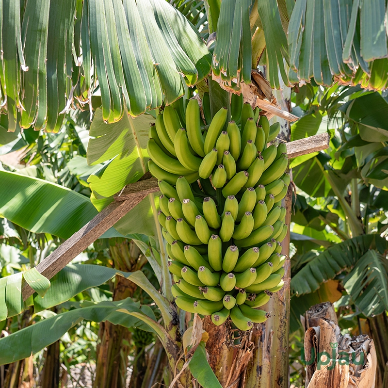 G9 banana plant sapling online India