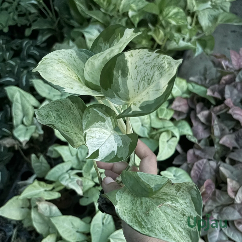 Marble Money plant / Marble Queen Pothos (Sapling) - Image 2