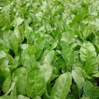 F1 Hybrid Spinach or Palak Seeds (1gm)