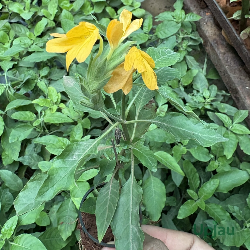 Rare Crossandra / Kanakambaram / Albo Crossandra plant (Sapling) - Image 2