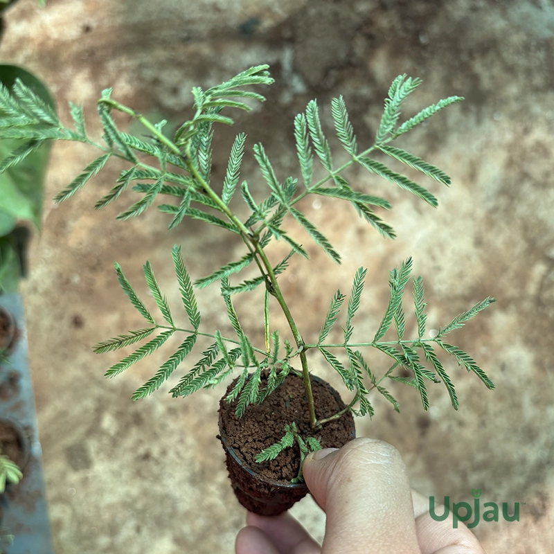 Shami Plant (Sapling) - Image 2