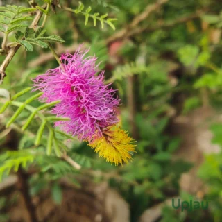 buy shami plant online