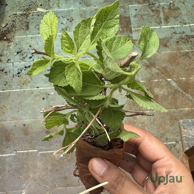 Lantana Mix Colour Plant - Image 2