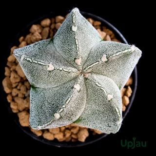 Cactus Astrophytum Myriostigma Plant