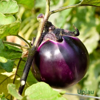 Brinjal Big Round (Bharta) Seeds F1 Hybrid (20 seeds)