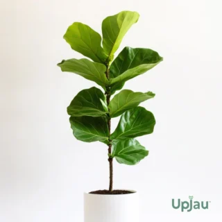 Buy Fiddle Leaf Fig (Ficus lyrata) plant online in India – Upjau