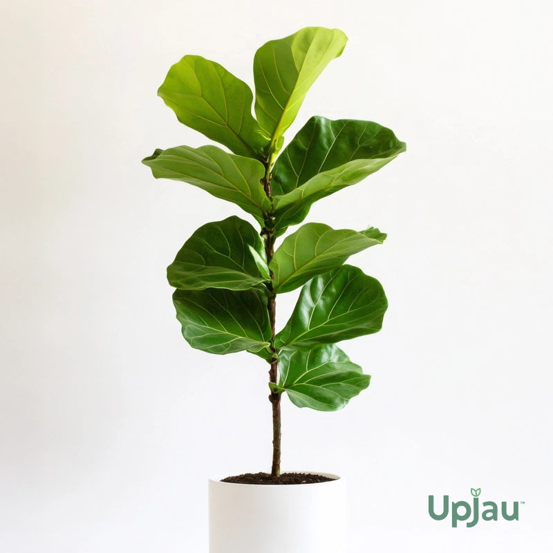 Buy Fiddle Leaf Fig (Ficus lyrata) plant online in India – Upjau