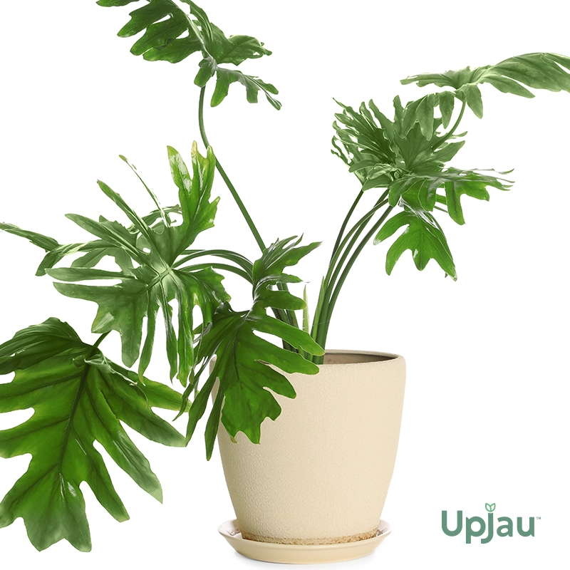 Buy Philodendron Selloum Green Plant (Sapling) Online In India