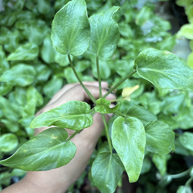 Philodendron Green Selloum Sapling - Image 2