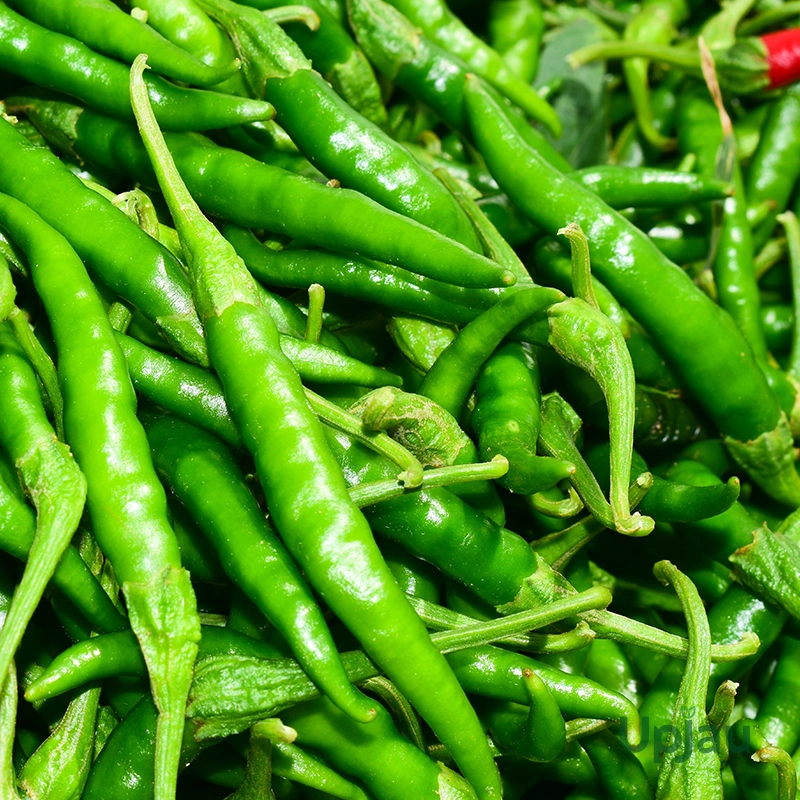 F1 Hybrid Green Chilli Plant Seeds
