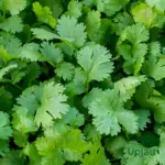 coriander seeds dhaniya seeds close up for home gardening india