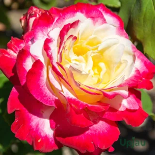 Double Delight Rose Plant with cream and red petals - Buy Online in India from Upjau