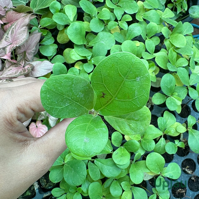 Live Fiddle Leaf Fig sapling online delivery India