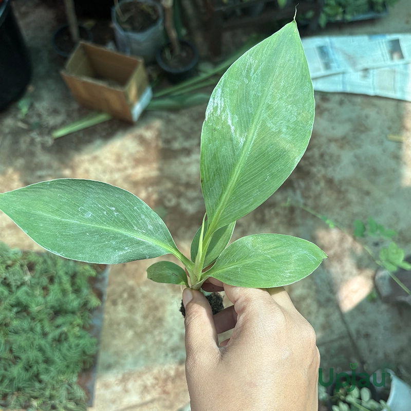 Banana G9 Plant / Grand Naine Banana - Image 3