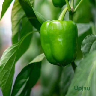 Capsicum (Green) Seeds F1 Hybrid (10-12 seeds)