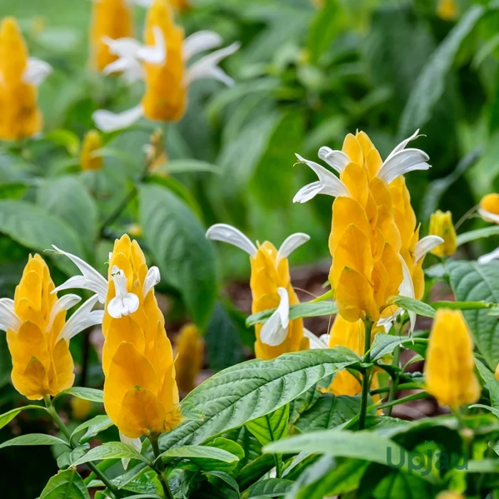 Rare Crossandra / Kanakambaram / Albo Crossandra plant (Sapling)
