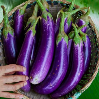 Brinjal Long Seeds F1 Hybrid (20-25 seeds)