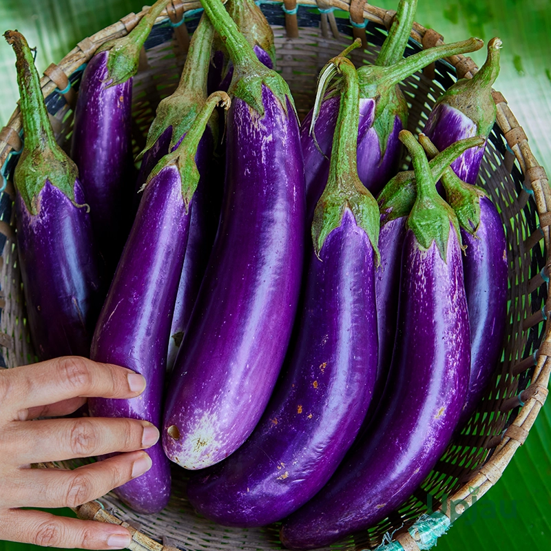 Brinjal Long Seeds F1 Hybrid (20-25 seeds)