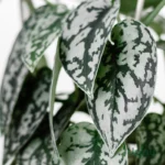 Silver Satin Pothos Plant Sapling (Scindapsus pictus Silver Lady) with silver variegated leaves in nursery pot for indoor home décor and low-maintenance trailing plant indoors