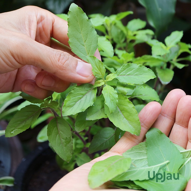Buy Tulsi Plant Online
