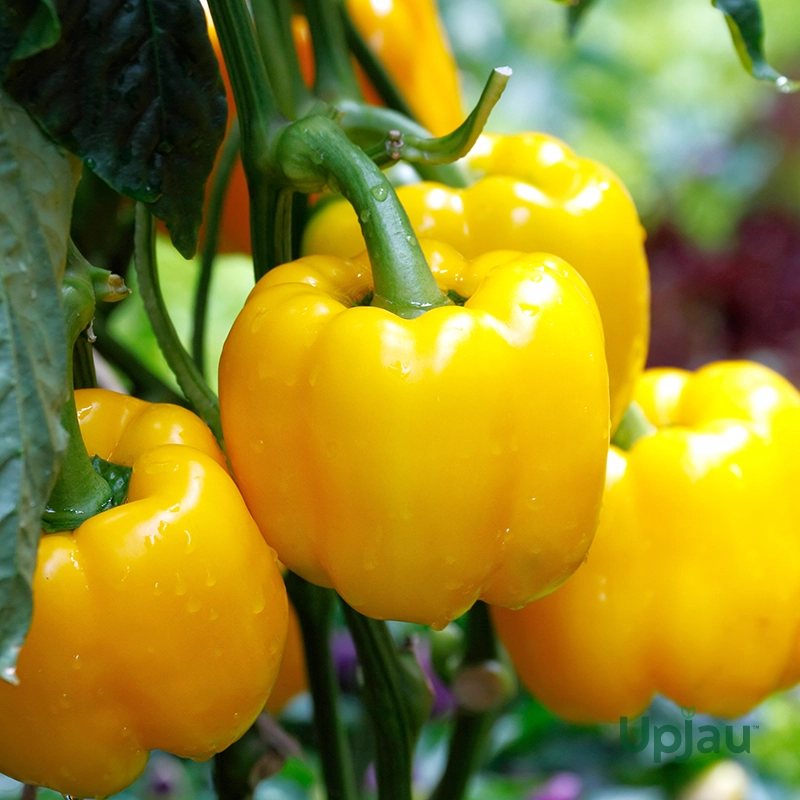 Capsicum (Yellow) Seeds F1 Hybrid (10-12 seeds)