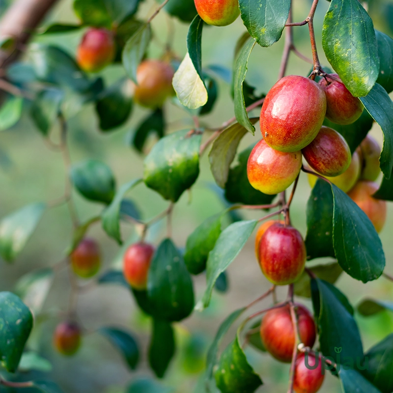 Apple ber / Indian jujube - Grafted Plant