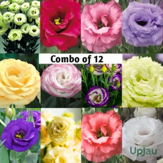 Lisianthus/Eustoma Combo Plant Sapling (12pcs)