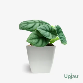 Alocasia Silver Dragon Plant (Alocasia baginda) sapling with metallic textured leaves